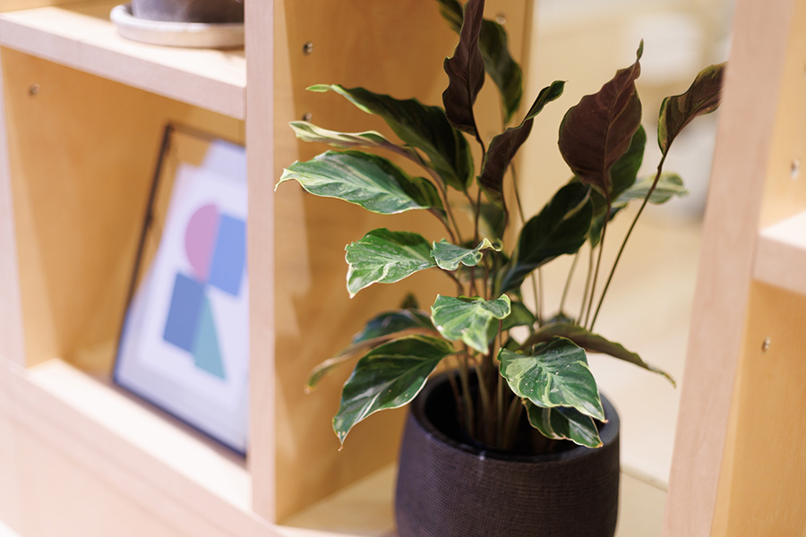 アクセントとなる観葉植物